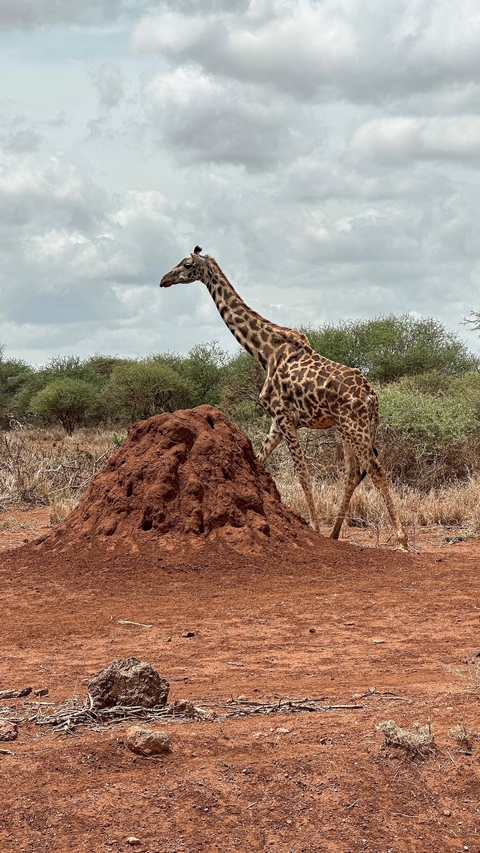 A giraffe standing next to a large mound of dirt in the savannah.