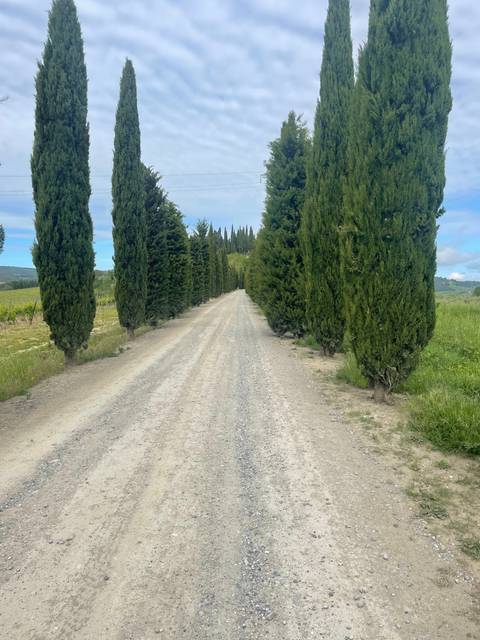 Gravel road lined with tall cypress trees.