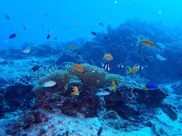 Underwater scene with colorful fish and coral reef.