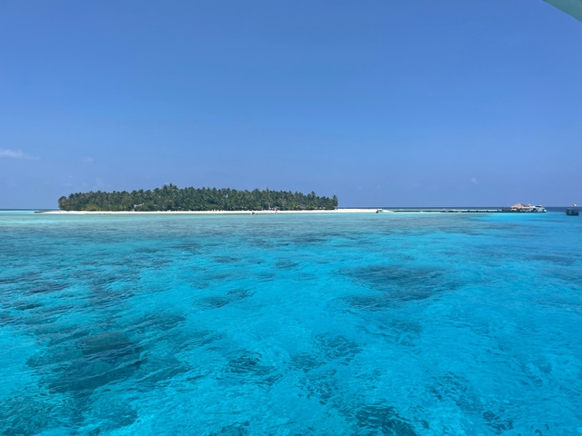 Small island with dense trees surrounded by bright blue ocean.