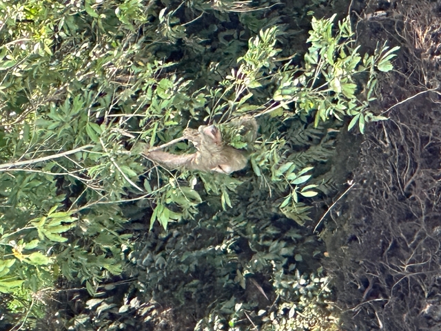 Animal hanging from tree amidst foliage.