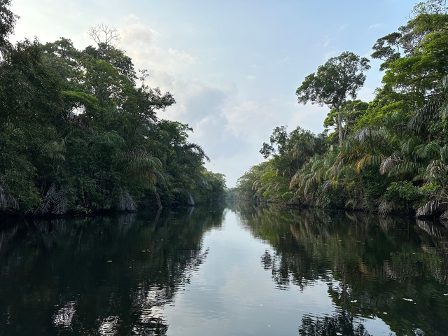 Serene river view with lush greenery.