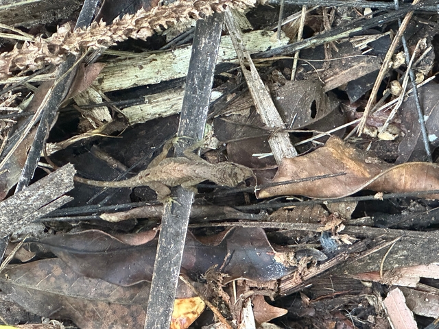 Lizard camouflaged on a pile of leaves and sticks.