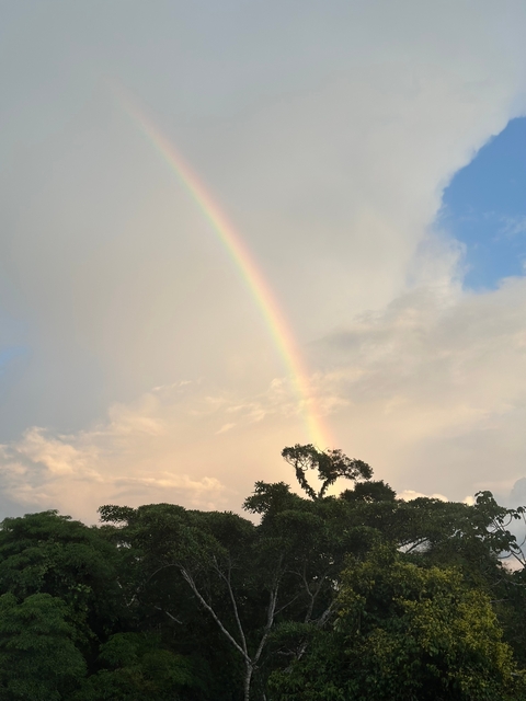 Rainbow stretching across a cloudy sky with treetops