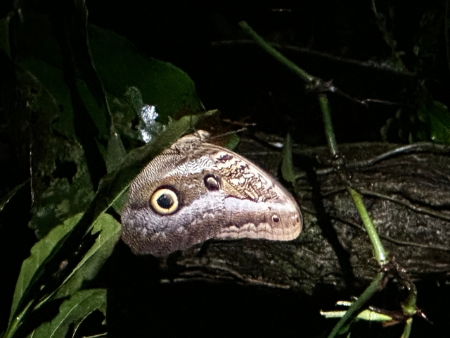 Close-up of a butterfly wing with an eye-like pattern