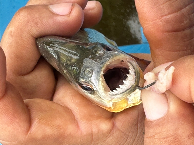 Close-up of a fish being held by a person