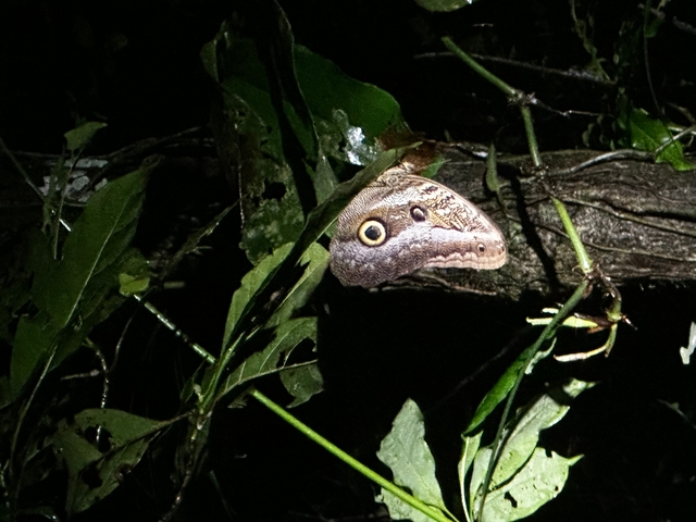 Large butterfly camouflaged on a tree branch