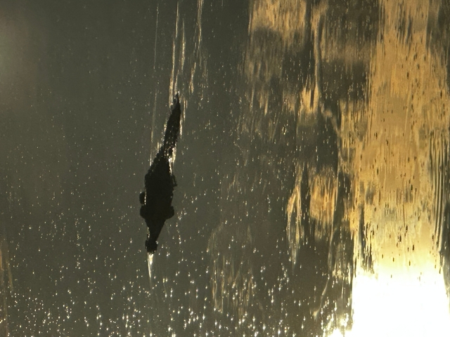Silhouette of a crocodile swimming in the water