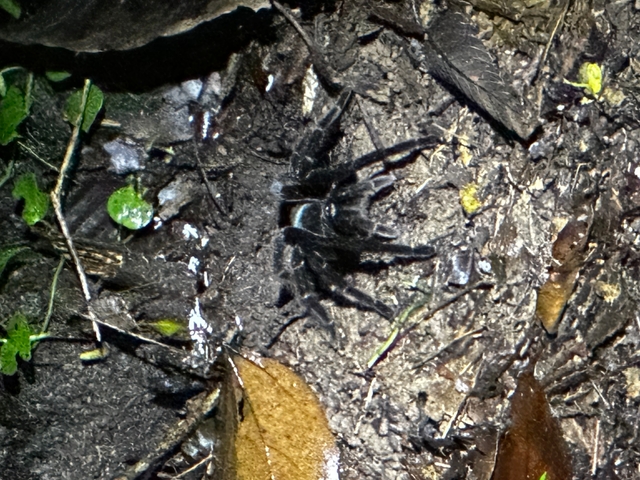 Black tarantula on forest floor in dense foliage