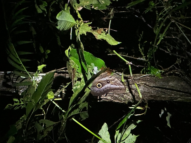 Close-up of a butterfly camouflaging on branches