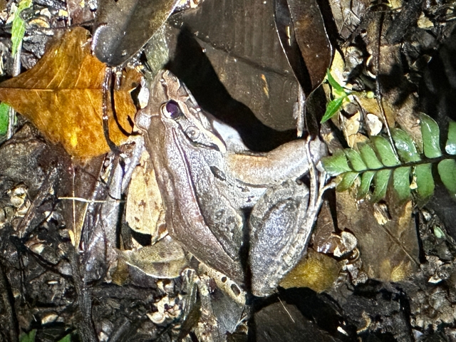 Close-up of a frog on the forest floor
