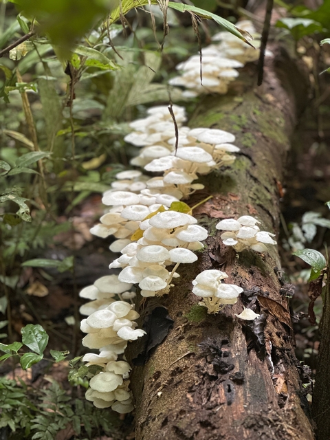 Cluster of white mushrooms growing on a forest log