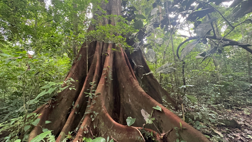 Large tree with extensive roots in a dense forest