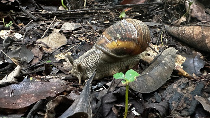 Large snail crawling on the forest floor