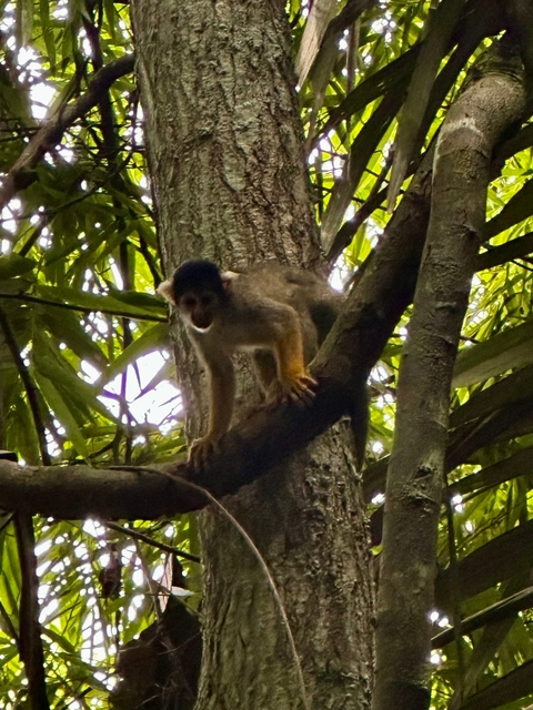 Monkey in a tree in a forested area