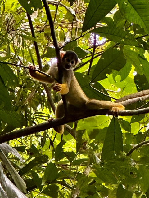 Monkey hanging on a branch in a forest