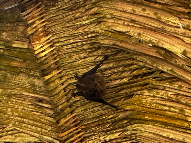 A small bat hanging under a palm leaf