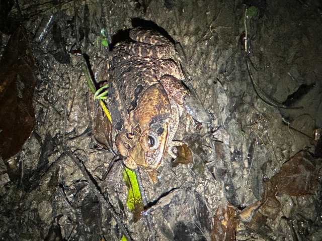 A toad on wet ground with surrounding leaves.