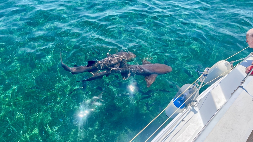 Two sharks swimming in clear blue water next to a boat.