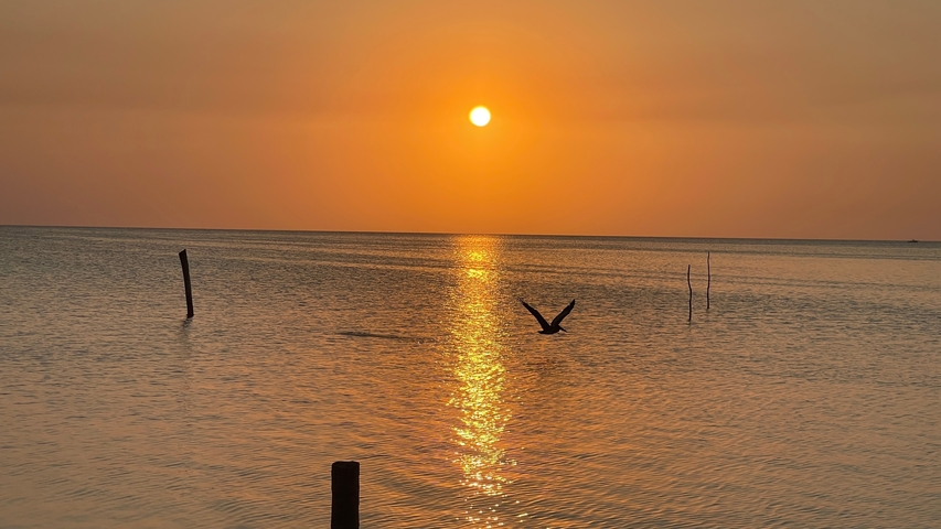 Sunset over a calm sea with a bird in flight.