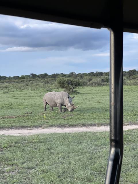 Rhino standing in a grassy field.