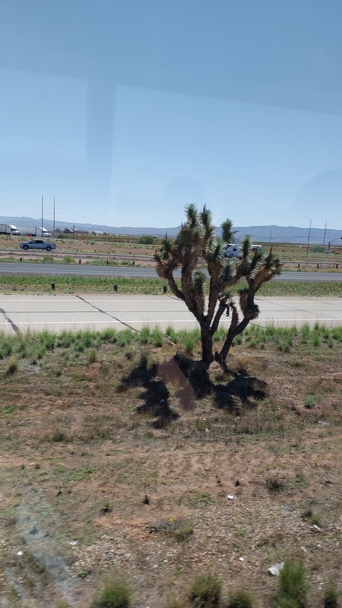 Roadside view with a large desert plant along the highway.