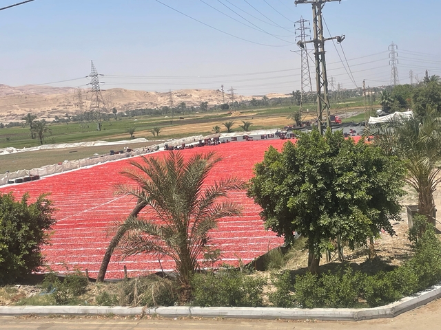 Field with red textiles drying under the sun.