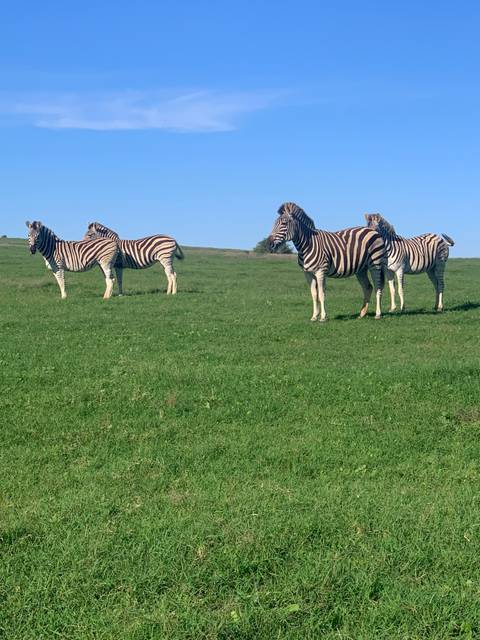 Zebras grazing in a green field.