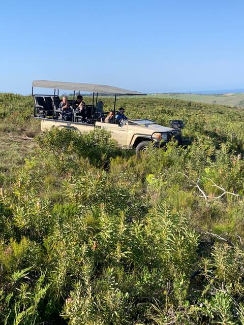 Safari vehicle driving through bushland with tourists inside.