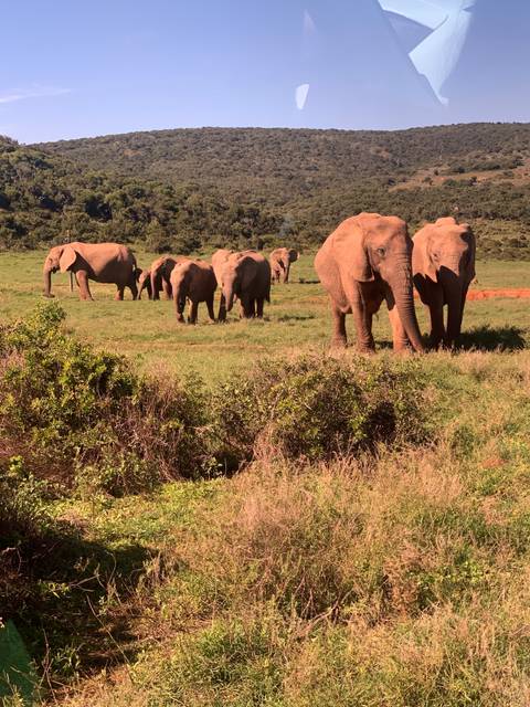 Herd of elephants in a grassy landscape.