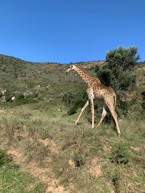 A giraffe walking in a natural habitat.