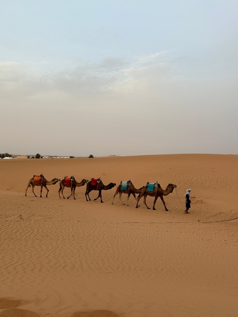 Line of camels with a guide walking in the desert.