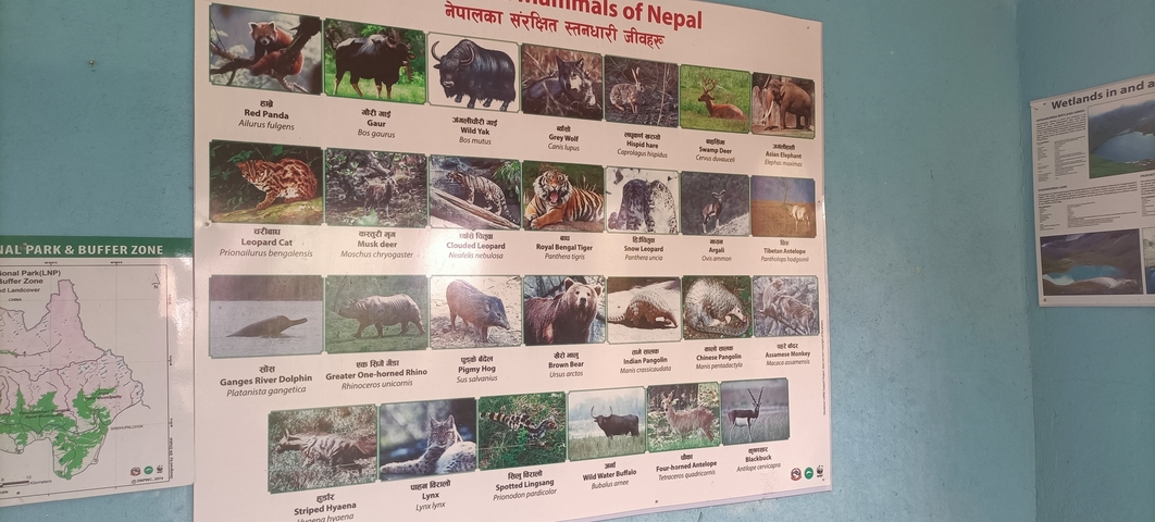 A poster listing various animals of Nepal with images and descriptions.