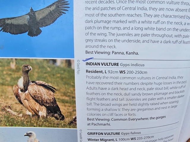 A close-up of a guide book showing a vulture.