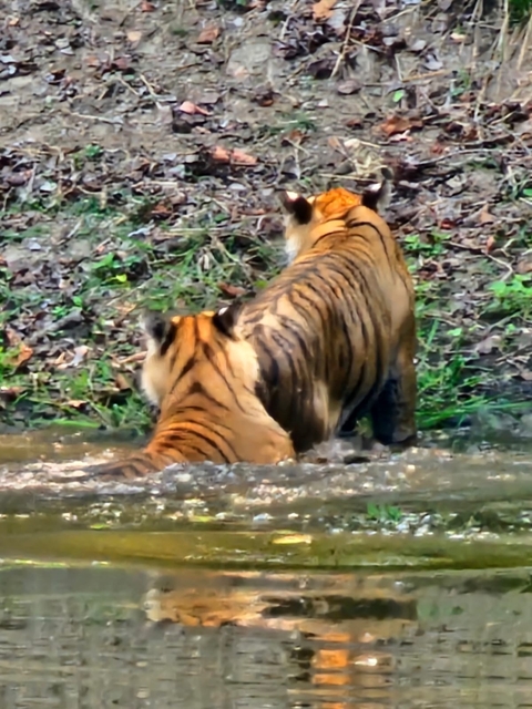 Two tigers in a river, one partially submerged.