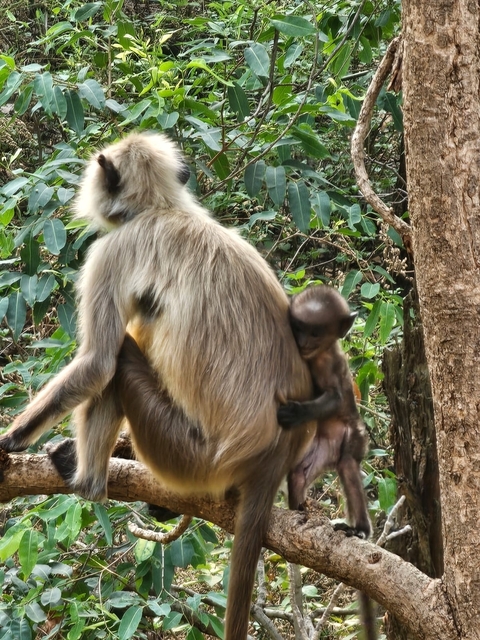 A monkey holding onto another monkey in a tree.