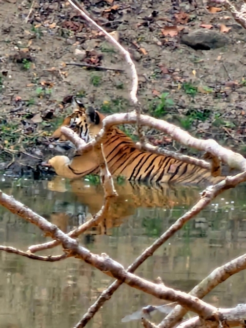 A tiger lying in a river, with branches in the foreground.