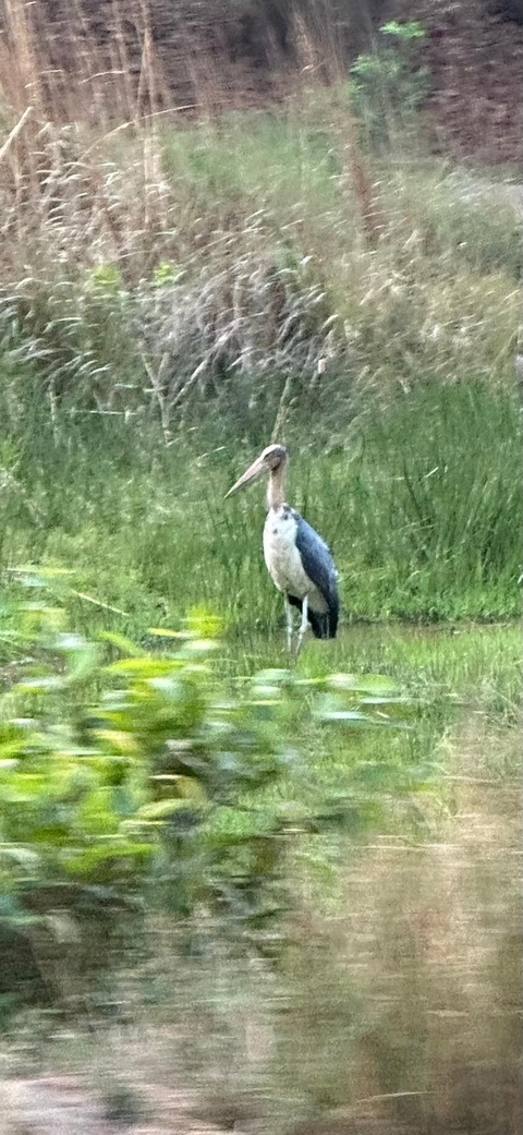 foto de reseña de cliente de Safari por la India - leones asiáticos y tigres de Bengala