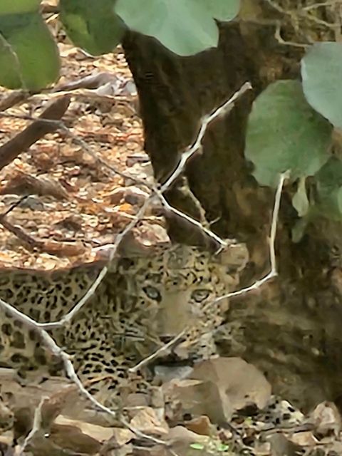 Blurry image of a leopard hiding among trees.
