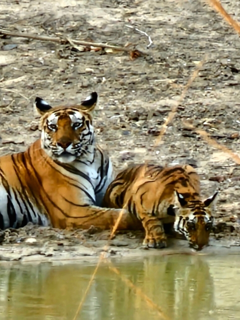 Blurry image of two tigers resting.