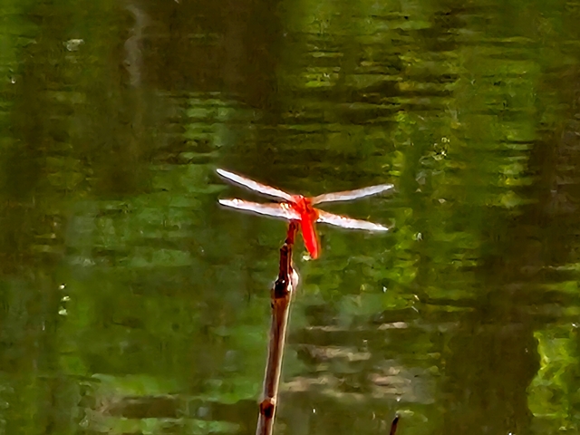 Blurry image of a dragonfly on a twig.