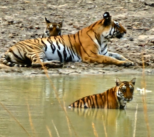 Blurry image of a tiger submerged in water with a cub nearby.