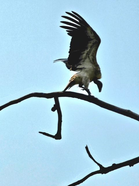 Bird on a branch with wings partially extended.