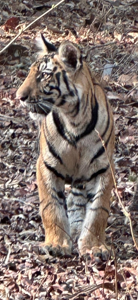 foto de reseña de cliente de Safari por la India - leones asiáticos y tigres de Bengala