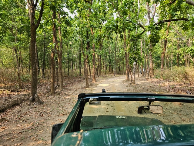 A forest path with a vehicle seen from inside.