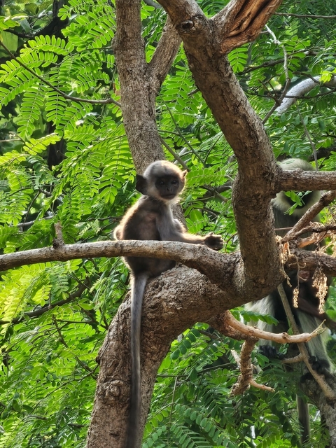 A young monkey sitting on a tree branch.
