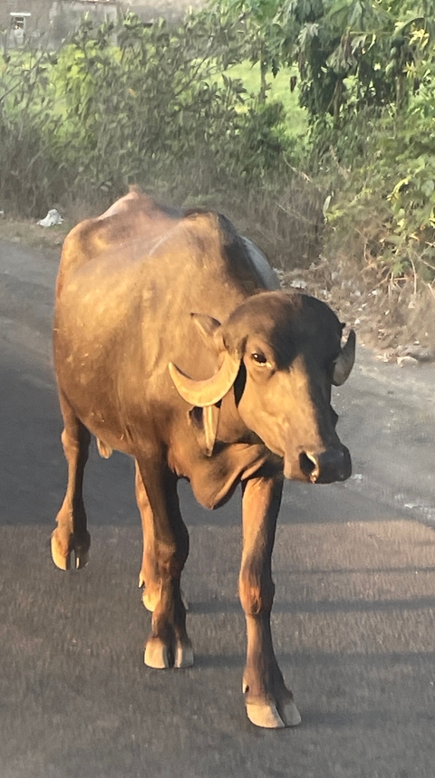 A buffalo standing on a dirt road, close-up view.