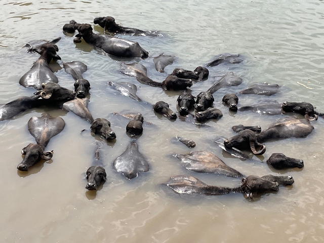 Group of water buffaloes resting in a river.