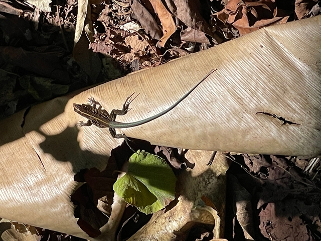 A small lizard basking on a dried leaf.