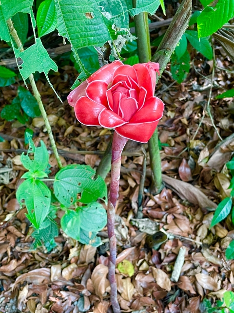 Red exotic flower surrounded by green leaves.